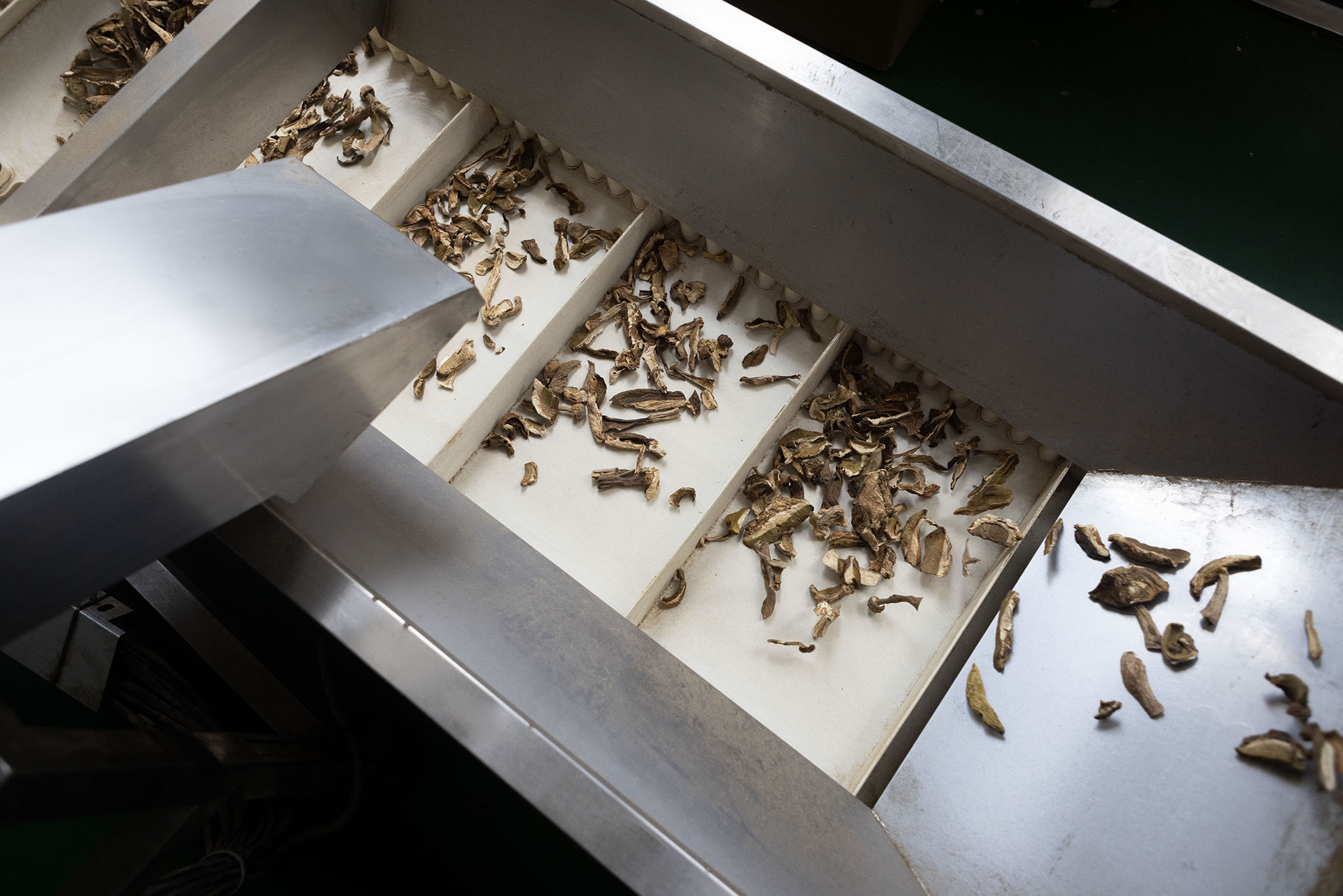 dried porcini mushrooms picking.jpg
